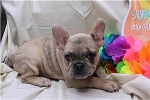 Ocean - French Bulldog for sale