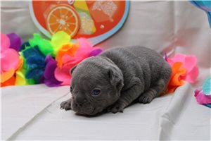 Charlene - French Bulldog for sale