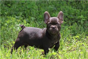 Zion - French Bulldog for sale