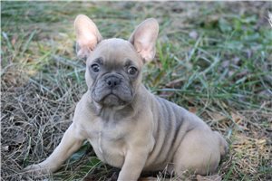 Valerie - puppy for sale