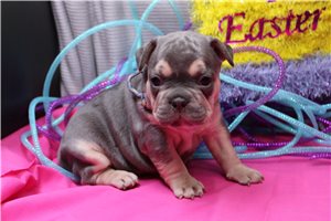 Oakley - puppy for sale