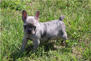 Octavia - French Bulldog for sale