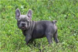 Zane - French Bulldog for sale