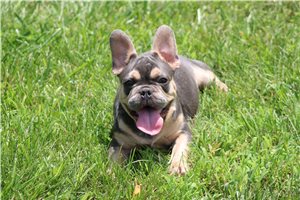 Oakley - French Bulldog for sale