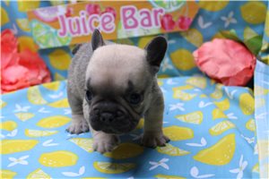 Figaro - puppy for sale