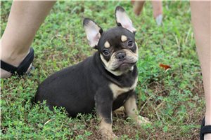 Edison - French Bulldog for sale
