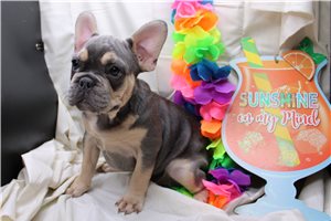 Oakley - French Bulldog for sale