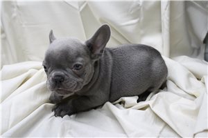 Zane - French Bulldog for sale