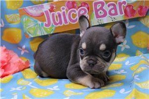 Edison - French Bulldog for sale