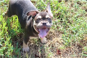 Ericson - French Bulldog for sale