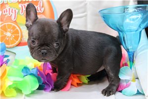 Zelda - French Bulldog for sale
