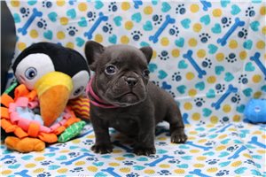 Zelda - French Bulldog for sale