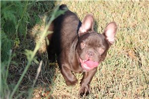 Zion - French Bulldog for sale