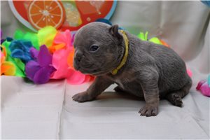 Chester - puppy for sale