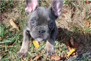 Kaiden - French Bulldog for sale