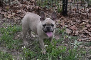 Percy - puppy for sale