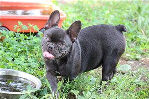 Zion - French Bulldog for sale
