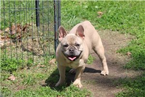 Vander - French Bulldog for sale