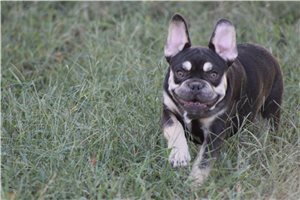 Ericson - French Bulldog for sale