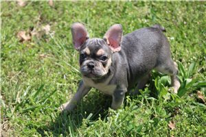 Oakley - French Bulldog for sale