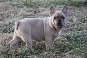 Vander - French Bulldog for sale