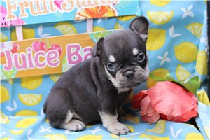 Elvis - French Bulldog for sale