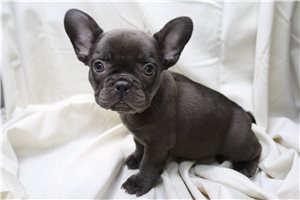 Zahara - French Bulldog for sale