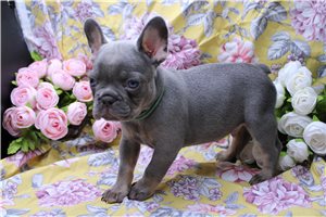 Camden - French Bulldog for sale