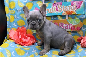 Chester - French Bulldog for sale