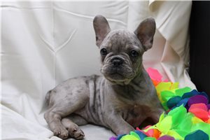 Octavia - French Bulldog for sale