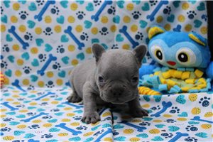 Zane - puppy for sale