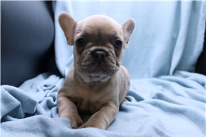 Kyle - puppy for sale