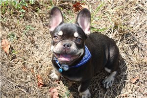 Elliot - French Bulldog for sale