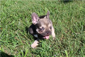 Fletcher - French Bulldog for sale