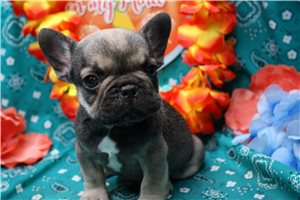 Fletcher - French Bulldog for sale