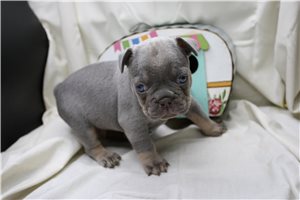 Camden - French Bulldog for sale