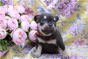 Elvis - puppy for sale