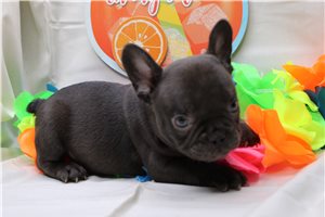 Zion - French Bulldog for sale
