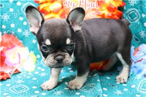 Elvis - French Bulldog for sale