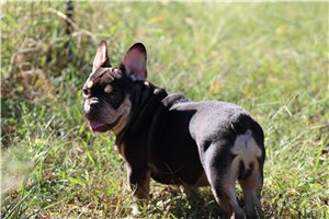 Edison - French Bulldog for sale