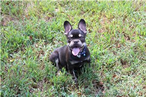 Elliot - French Bulldog for sale