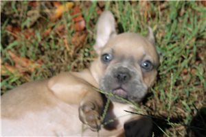 Kendrick - French Bulldog for sale