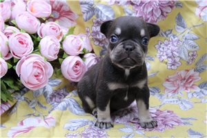 Elliot - French Bulldog for sale
