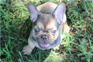 Finn - puppy for sale