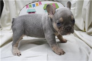 Colter - French Bulldog for sale