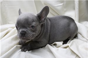 Zane - puppy for sale