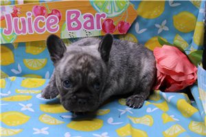Frankie - French Bulldog for sale