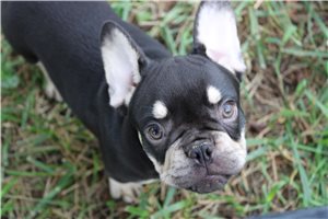 Elvis - French Bulldog for sale