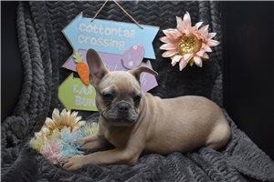 Percy - French Bulldog for sale