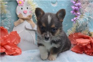Myron | Puppies For Sale at Pawrade